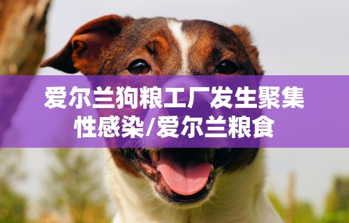 爱尔兰狗粮工厂发生聚集性感染/爱尔兰粮食 爱尔兰狗粮工厂发生聚集性感染/爱尔兰粮食